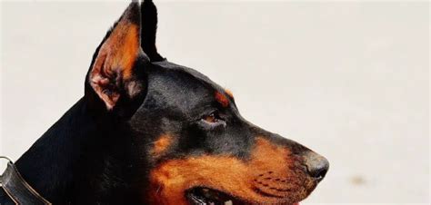 The Best Doberman Ear Cropping Styles - Canines and Pups