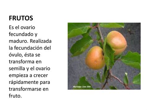 Las Plantas Sus Partes Y Funciones Ppt