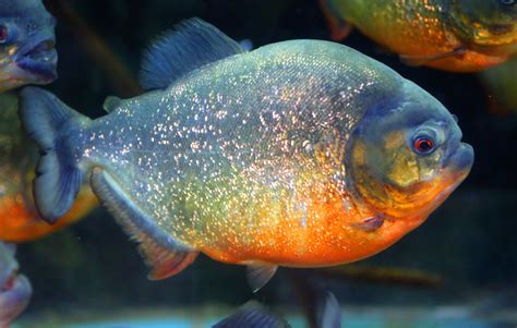 Red Belly Piranha Pygocentrus Nattereri The Ultimate Care Guide