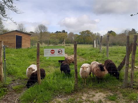 Les Visites De Suivi En Co P Turage Les Moutons De L Ouest