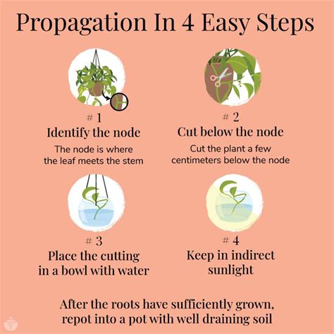 Plant Propagation In 4 Easy Steps