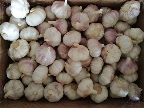 Chinese Shandong Fresh Garlic Company Manufacturers Wholesales Garlic