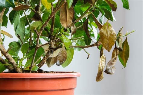 Leaves Falling Off What Can Cause Leaf Loss On A Plant