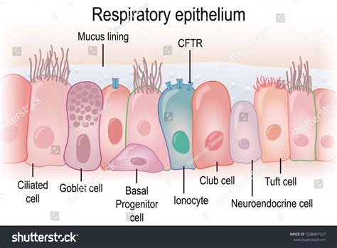 Respiratory Epithelium Humans Showing Different Cell