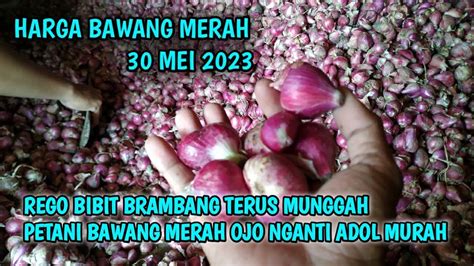 Harga Bawang Merah Hari Ini Mei Harga Bawang Merah Di Pasar