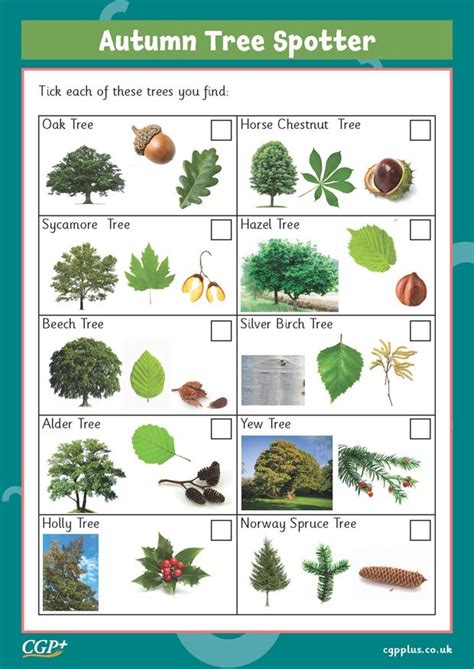 Autumn Tree Spotter Sheet Year 1 Cgp Plus