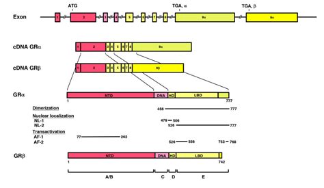 Gr Figure Endotext