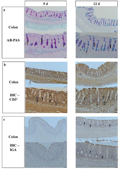 Histomorphology And Immunohistochemistry Of The Colon Of 5 D And 12