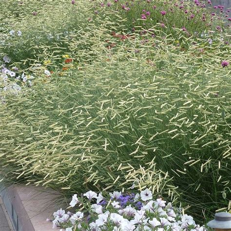 Blonde Ambition Blue Grama Grass Bouteloua American Meadows Ornamental Grasses Landscaping