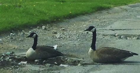 When The Pot Holes Are So Big The Geese Mistake Them For Ponds Album On Imgur