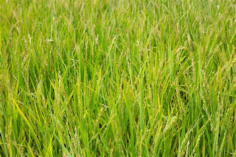 Premium Photo | Rice plant in rice field