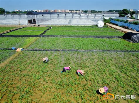 白云 清脆滑爽！江高南岗村20亩“水上通菜”上市