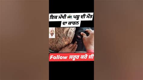 ਇਕ ਮੱਖੀ ਪਸ਼ੂ ਦੀ ਮੌਤ ਦਾ ਕਾਰਨ Youtube