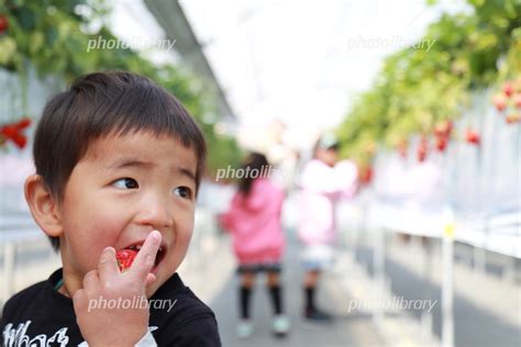 いちごを食べる男の子 写真素材 5558662 フォトライブラリー Photolibrary