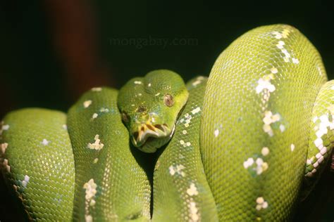 Rainforest reptiles: Green tree python from Southeast Asia