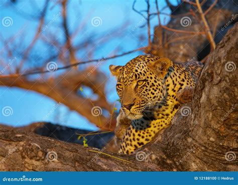 Leopard Lying On The Tree Stock Photo Image Of Alert