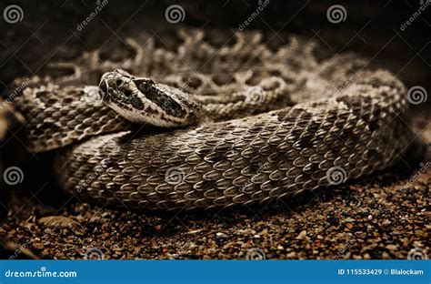 Rattlesnake Ready To Strike Stock Image - Image of viper, pattern ...