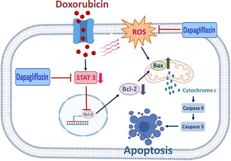 Of Dapagliflozin Dapa In Mitigating Doxorubicin Induced Cardiac Ros