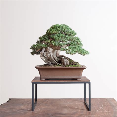 Common Juniper Bonsai Mirai