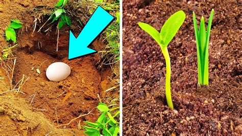 Put An Egg In Your Garden And See What Will Grow Gardening Chronicle