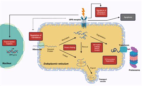 Figure 1 From Understanding The Unfolded Protein Response UPR Pathway