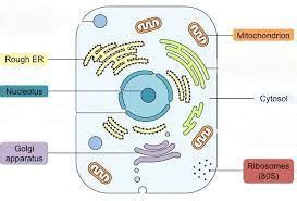 Biology Mid Term Flashcards Quizlet