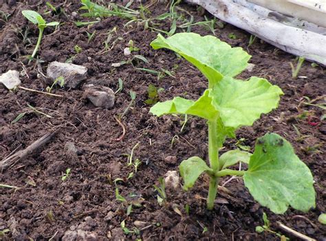 Cantaloupe Plant