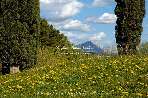 Cypress Trees In A Meadow In Springtime With Montagne Sainte Victoire