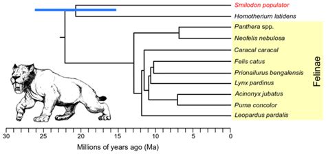 Dated Felidae phylogenetic tree based on genome-wide pairwise F2 ...