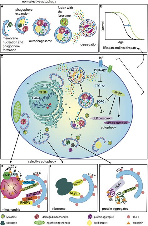 Autophagy Steps