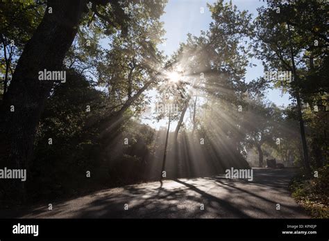powerful sun rays cutting   mist   road   midst