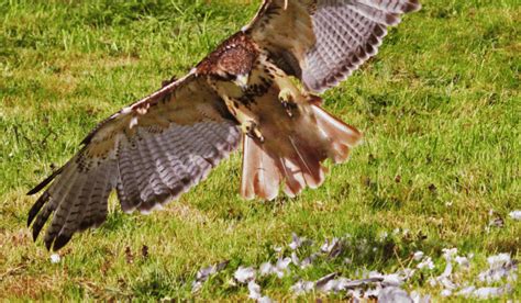 Do Hawks Attack Humans Surprising Facts