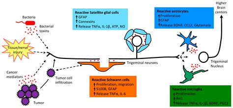 Satellite Glial Cells