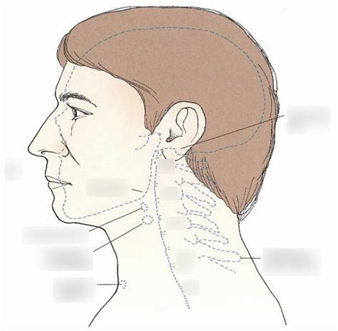 Cervical Vertebrae And Landmarks Diagram Quizlet