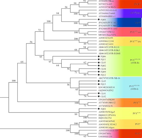Phylogenetic tree reconstructed from the concatenated sequences of P1 ...