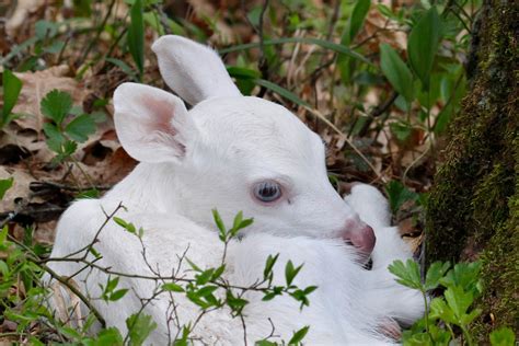 White Deer ~ Fawns, Bucks, Does - lifeinthenorthwoods