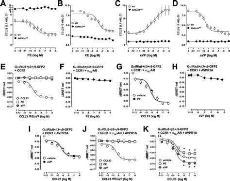 Chemokine Receptor Hetero Oligomers Regulate Monocyte Chemotaxis Life