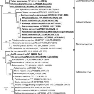 Phylogenetic Analysis Of Astroviruses Using Partial Rna Dependent Rna