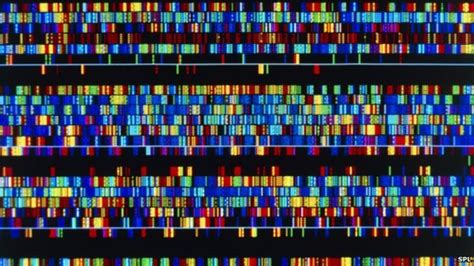 Genetic Diversity Of Sub Saharan Africa Revealed Bbc News