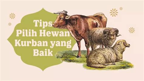 Infografis Tips Memilih Hewan Kurban Yang Sehat Indonesia Head Topics