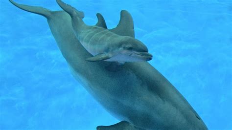 Indianapolis Zoo Welcomes A New Baby Dolphin And Its Adorable