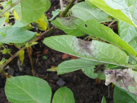 Potato Blight Warnings (and what you can do about it)