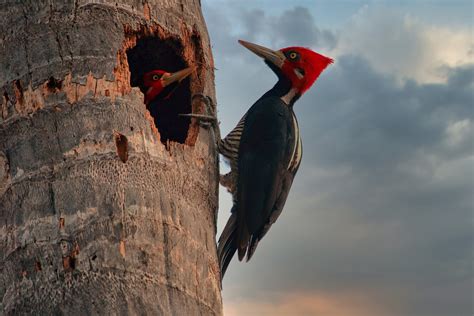 Título Las aves y sus nidos Educ ar