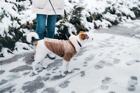 How To Protect Dog Paws In Winter And Snow 8 Best Practices Tractive