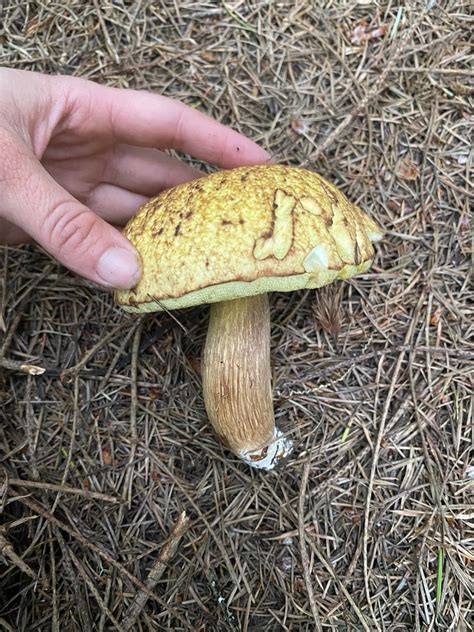 Boletus Fibrillosus From Point Reyes National Seashore Inverness CA