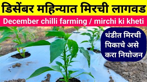 डिसेंबर महिन्यात मिरची लागवड December Chilli Farming दिसम्बर मे मिर्च की खेती डिसेंबर पिके