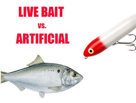 Catching Live Bait: Tips from the Pros | BoatTEST