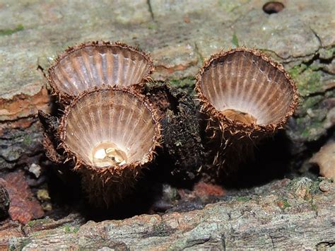 Cyathus Striatus Hongos De Palenque Naturalista Mexico