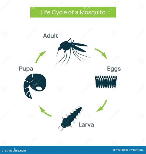 Insecto Del Ciclo De Vida Del Mosquito Larva Del Vector De óvulos De