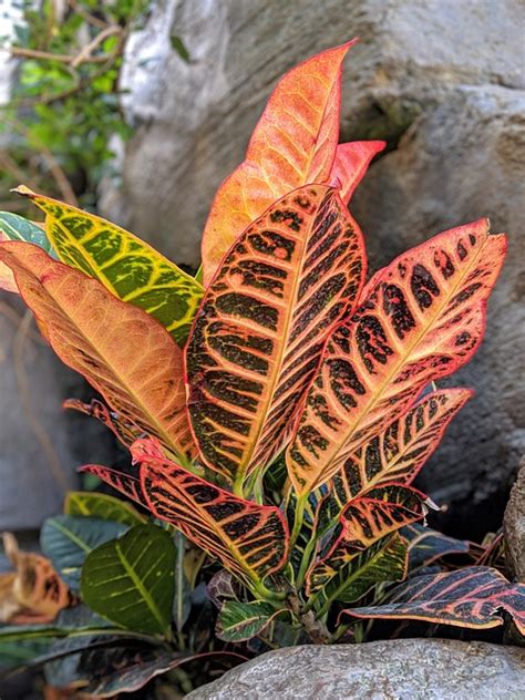 Croton Leaves Plant Variegated - Free photo on Pixabay - Pixabay